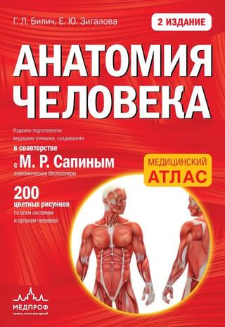 Анатомия человека