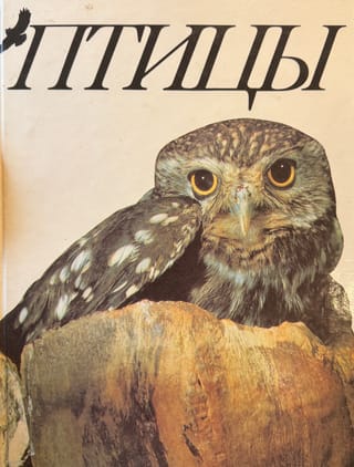 Birds