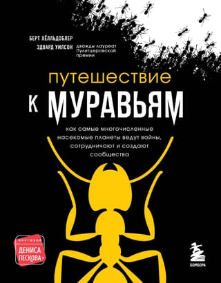 Путешествие к муравьям: как самые многочисленные насекомые планеты ведут войны, сотрудничают и создают сообщества