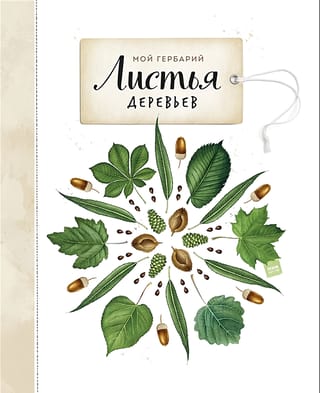 Мой гербарий. Листья деревьев