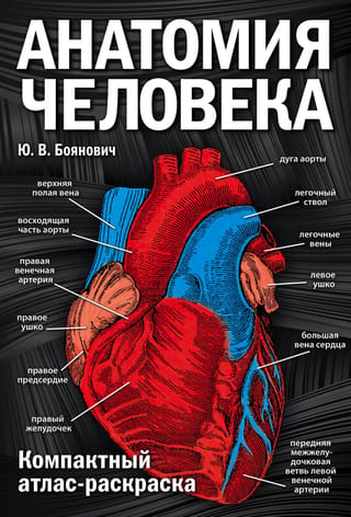 Анатомия человека: компактный атлас-раскраска