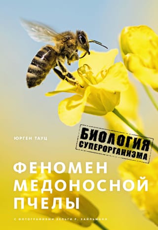 Феномен медоносной пчелы. Биология суперорганизма