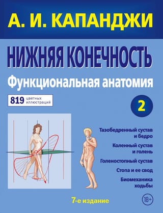 Lower Limb: Functional Anatomy