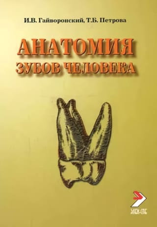 Анатомия зубов человека