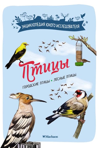 Птицы. Городские птицы. Лесные птицы